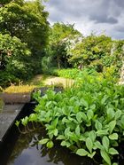 Gerenoveerde woning met ecologische tuin